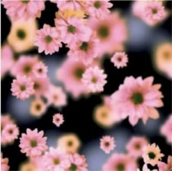 Eastpak Rugzak 15" Morius Soft Navy -Nieuwe Laptoptas eastpak rugzak 15 morius soft navy eastpak 722220